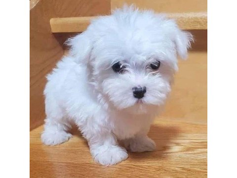 Maltipoo büyümeyen teacup bebeklerm