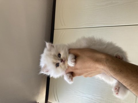 British longhair pofuduk yavrular teslime hazır
