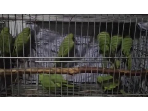 3 4 aylık pakistan papağanlar