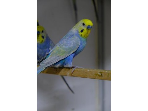 Rainbow muhabbet kuşları