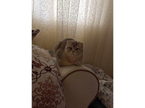 Kedimiz herşeyi full aşıları eğitim detay wpden