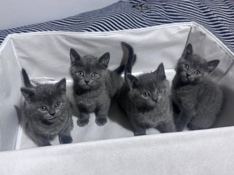Safkan russian blue yavrular rezerveye açık