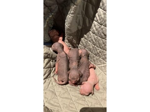 Sfenks yeni doğdular 3 dişi 3 erkek