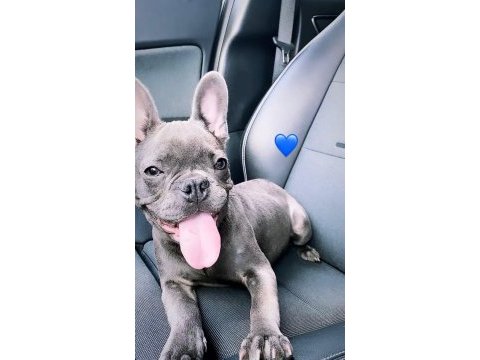 Berlın / french bulldog