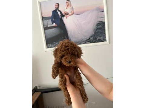 Minyatür kore toy poodle yavrular