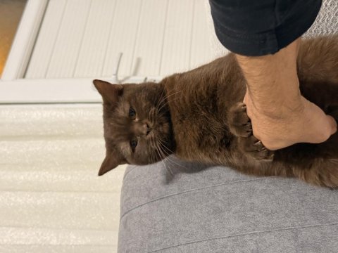 Kızgınlığa giren kedimize erkek aranıyor
