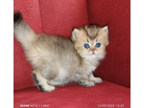 British longhair golden ny25 dişi yavrular
