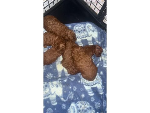 Red brown renk ırk garantili kore kan poodle