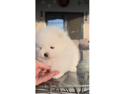 Sağlık ve ırk garantili pomeranian yavru