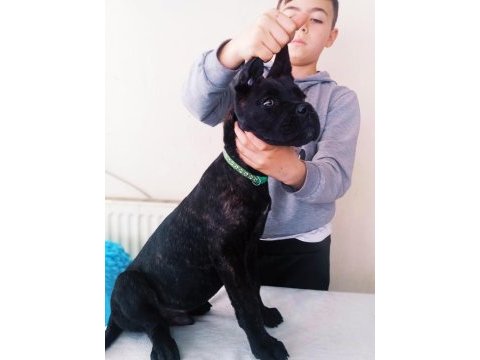 A şecere kif-fci kayıtlı cane corso yavrular