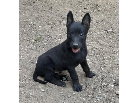 Koyu maskeli belçika malinois yavrular