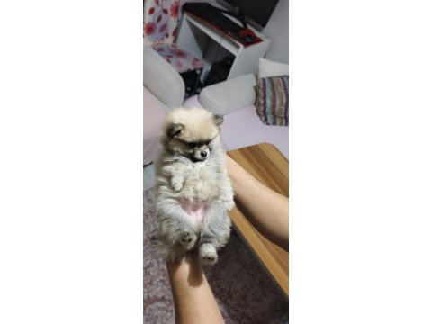 Pomeranian boo erkek ve dişi yavrularımız