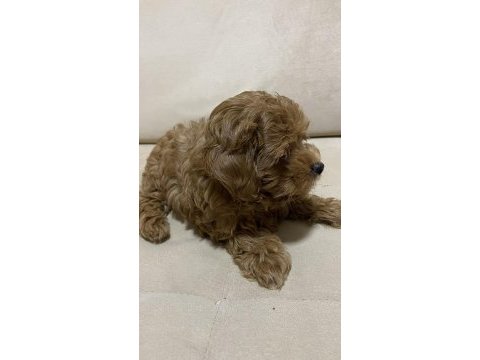 Poodle kıvamında a kalite maltipoo
