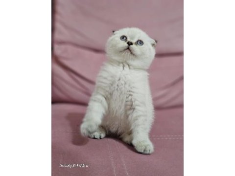 Muhteşem british longhair safkan yavrularım