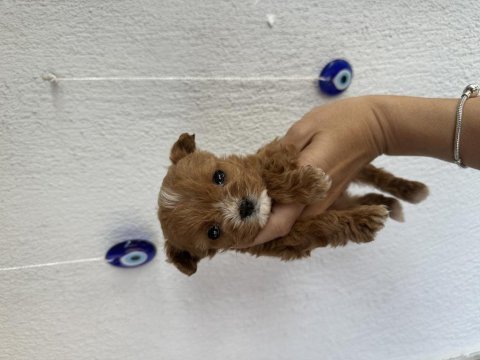 Teacup kore maltipoo