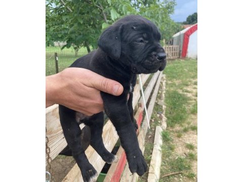 Siyah panter cane corso bebişler