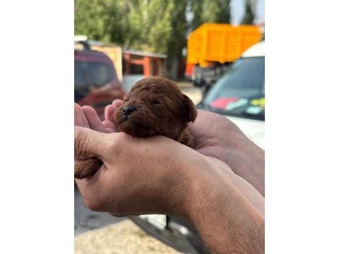 Rezerveye acik toy poodle yavrular