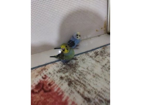 Sağlıklı yavru muhabbet kuşları uygun verilecektir