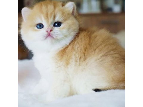 Yuvarlak hatlı safkan golden british shorthair 