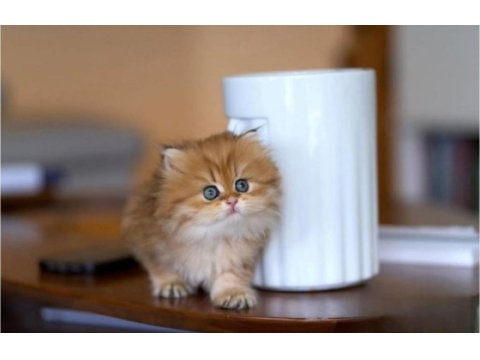 Harikulade golden ny12 british longhair 