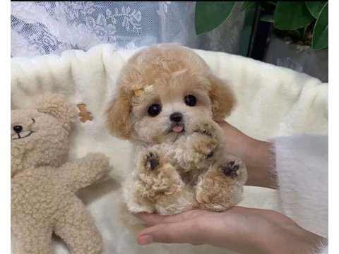 Aradığınız bebek maltipoo