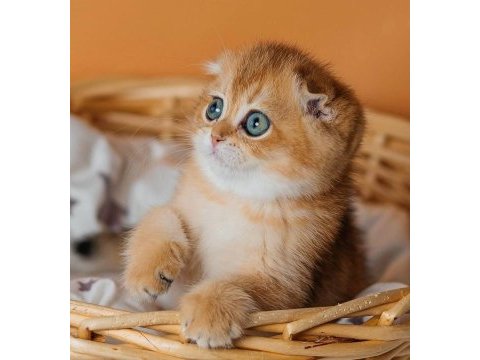 Altın portakal golden scottish fold 