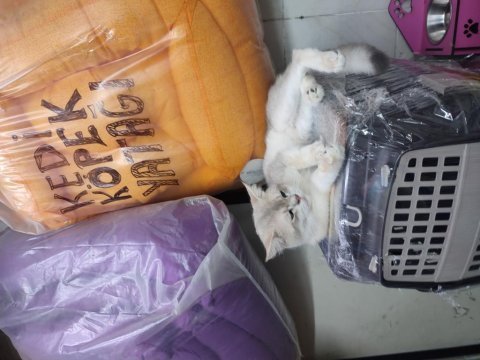Şecereli anne baba ve yavru golden point scottish fold