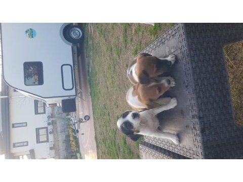 Fırlama jack russell terrier yavruları