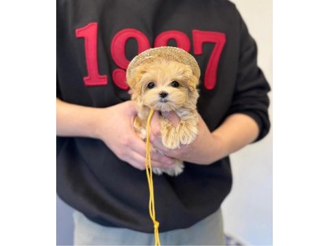 Ruhsatlı çiftliğimizden anne altı maltipoo