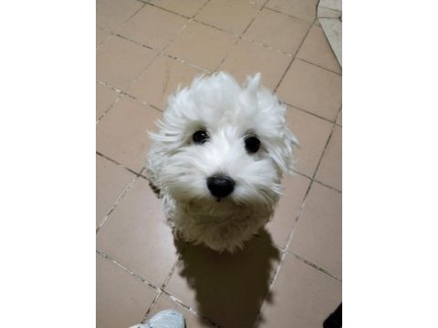 Maltese terrier yavrular