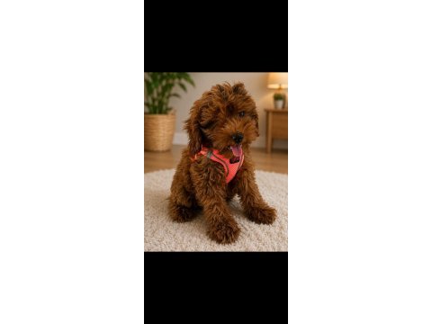 Toy poodle bebekler