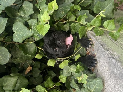 6 aylık pug