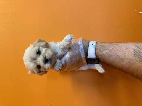 Gerçek maltipoo bebeklerimiz