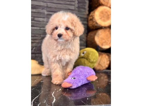 Akıllı ve tüy dökmeyen karakteriyle maltipoo yavrusu