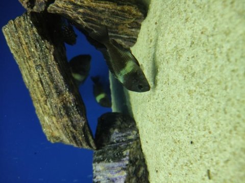 Masva yavru tropheus