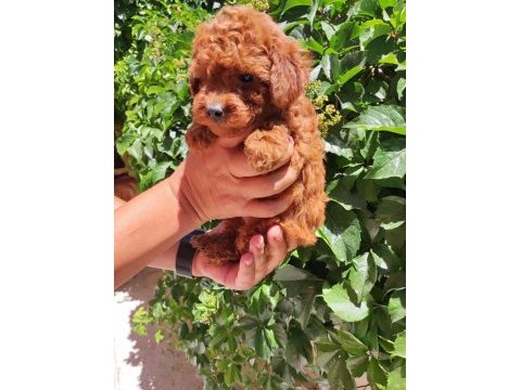 Peluş toy poodle ayıcıklarım