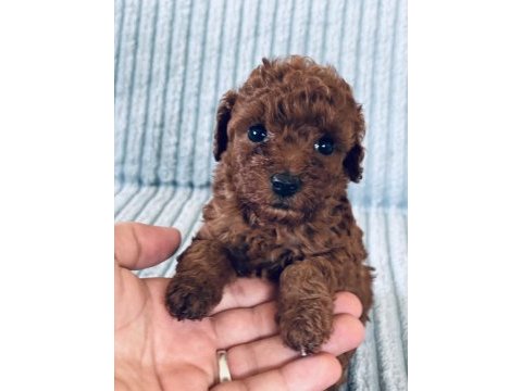 Eşsiz güzellikte toy poodle yavru