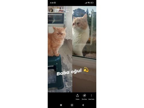 Yavrularımız veteriner bakımlıdır exotic shorthair