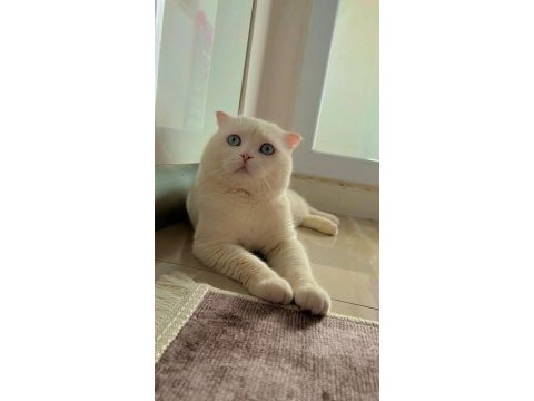Nazar boncuğu scottish fold