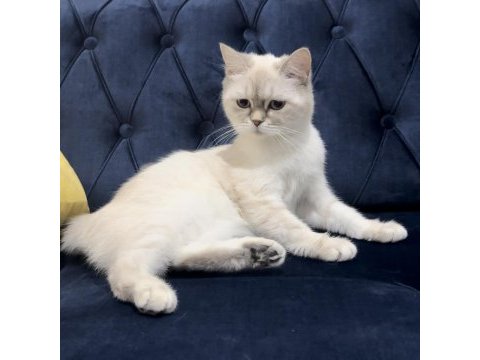 17 aylık british shorthair silver point dişi