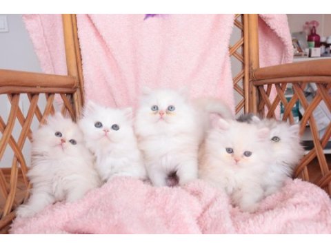 Safkan british longhair bebekler