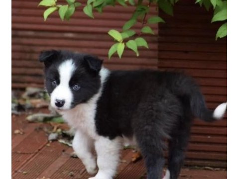 İlk anneliğin ilk border collie yavruları kapıda ödeme