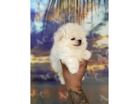 Orjinal ayı surat teacup pomeranian