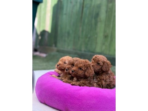 Avuç içi kadar mutluluk toy poodle yavrularım