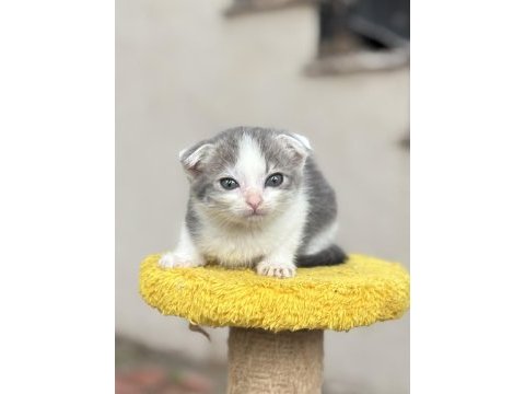 2 aylık dişi scottish fold