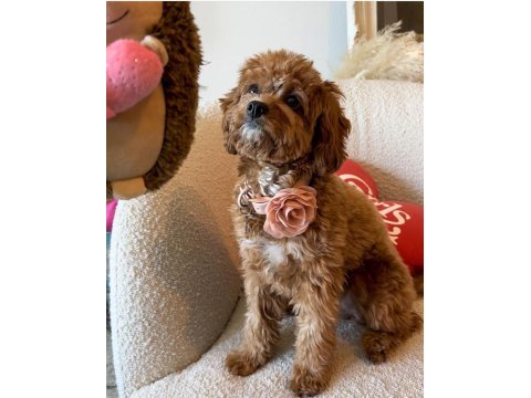 Cavapoo bebeklerimiz üst kalite