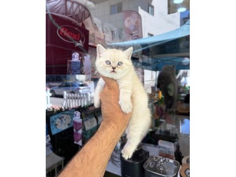 Dünyalar güzeli minik kediler