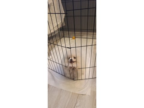 Pomeranian boo üst kalite tea cup dişi