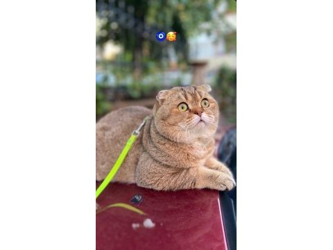 2 yaşında sağlıklı scottish fold