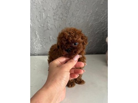 Micro teacup korean dark brown poodle yavrularımız